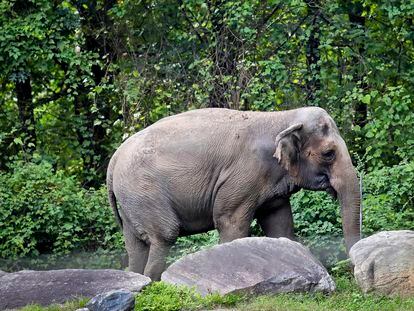 The elephant Happy in the enclosure where she lives in the Bronx Zoo in a 2018 image.