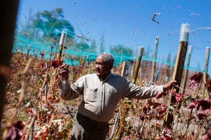 Héctor Espínola, owner of the Bosque Viejo sector vineyard shows his cultivation of grapes for winemaking, located in the town of Toconao.