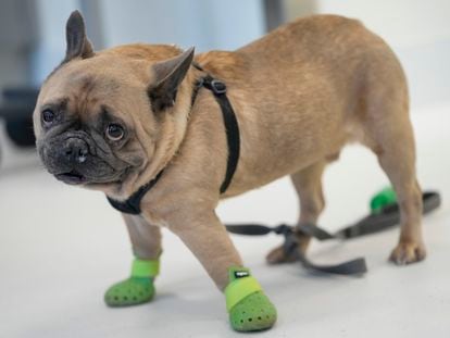Harrison, a French bulldog, is seen in the surgery prep area at the Schwarzman Animal Medical Center, Friday, March 8, 2024, in New York.