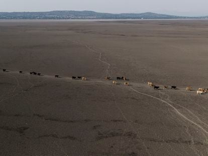 A group of cows walk in search of water in what was once the deep part of the Cuitzeo lagoon in Michoacán, Mexico.