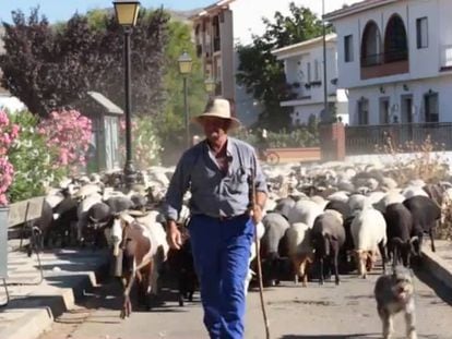 A shepherd from Zafarraya guides his flock through the streets