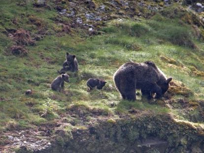 A female with her cubs in the western range.