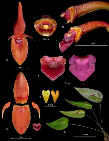 A diagram of the newly discovered orchid, Pleurothallis villahermosae 