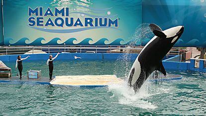 Lolita, the killer whale and the star attraction at Miami Seaquarium for decades, in January 2014.