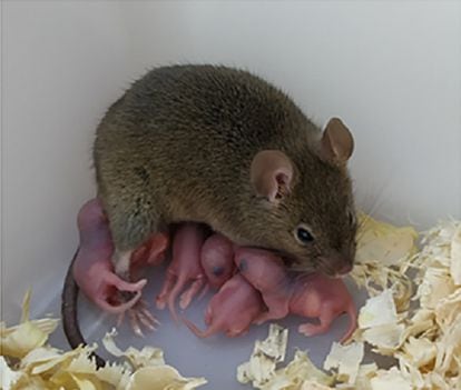 Image of the female mouse that gave birth via asexual reproduction.