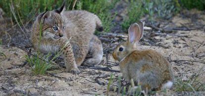 The lynx is a specialist rabbit hunter and not as capable as other species of varying its diet when its primary prey is scarce.