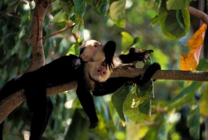 Capuchin monkeys in the tropical jungle of Costa Rica.