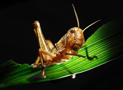 Migratory locusts were the first animals studied by Simpson and Raubenheimer.