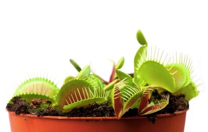Venus flytraps were used by the researchers to test their model.