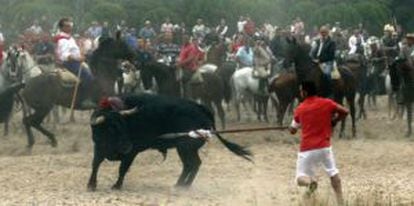 A man sticks a spear into the bull at last week’s Toro de la Vega event in Tordesillas.