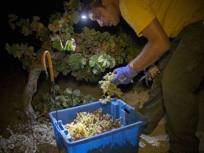 Night harvesting is growing in popularity in Jerez de la Frontera.