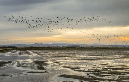 Birds fly over La Albufera natural park.