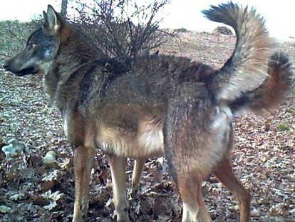 A wolf in the Madrid region.