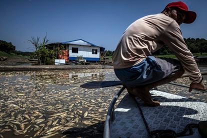 Some hamlets of the Amazon River have been filled with dead fish in the last month, due to the drought and high temperatures in the area. In this image, boatman Paulo Monteiro, 49, navigates among thousands of dead fish in Manacapuru, in the state of Amazonas, on September 27, 2023.