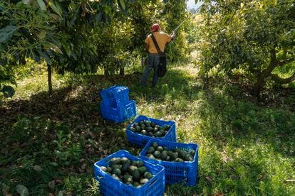 A worker collects avocados in Uruapan, Michoacán.
