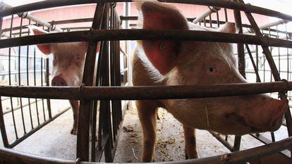 A hundred anesthetized pigs were put into cardiac arrest and 'resuscitated' an hour later.