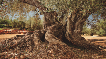 Farga de L'Arion (Ulldecona), considerado el olivo el más antiguo de España, plantado hacia el año 214 d.C., en una imagen cedida por Vicente Ruiz.