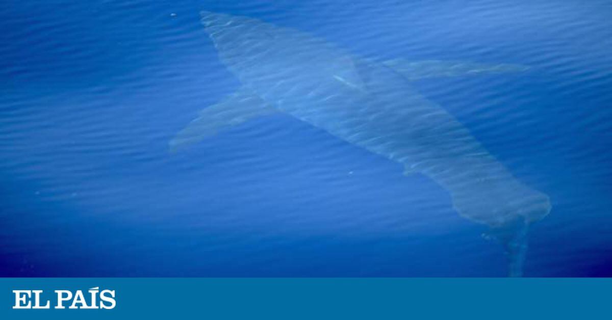 Shark Sightings In Spain Great White Shark Appears In Waters Of Balearic Islands For First Time In 30 Years News El Pais In English