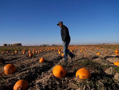 Alan Mazzotti walks through one of his pumpkin fields Oct. 26, 2023, in Hudson, Colo.