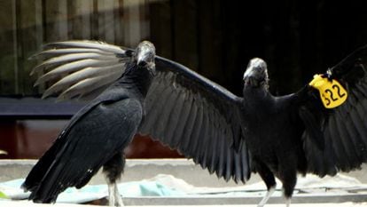 Two turkey buzzards used for a garbage control project in Lima.