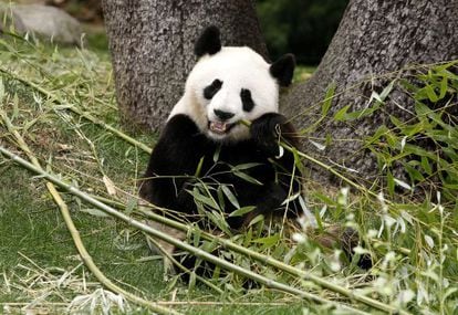 Madrid Zoo-Aquarium&#039;s female giant panda, Hua Zui Ba. There are believed to be fewer than 1,600 of the species left in the wild.