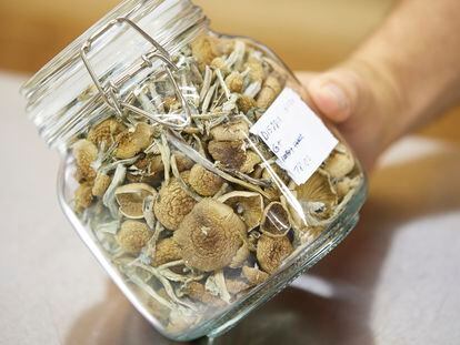 Gared Hansen shows psilocybin mushrooms that are ready for distribution in his Uptown Fungus lab in Springfield, Ore., Monday, Aug. 14, 2023.