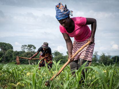 Farm workers weeding the land owned by Tino Zinyemba in Glendale, Zimbabwe, in December 2022.