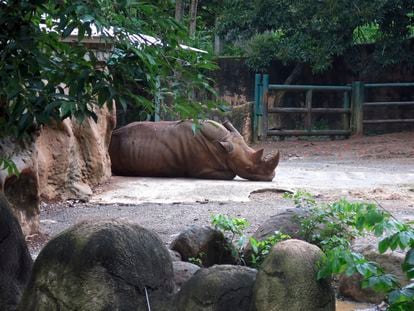 A rhinoceros rests inside an enclosure at the Dr. Juan A. Rivero Zoo in Mayaguez, Puerto Rico, in July 2017.