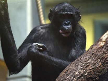 A bonobo monkey named Bili in his time-out enclosure at Wuppertal Zoo in Germany.