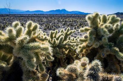 Teddybear Chollas are seen within the proposed Avi Kwa Ame National Monument