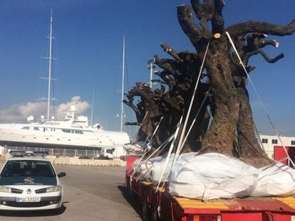 Police impound olive trees in Palma de Mallorca.