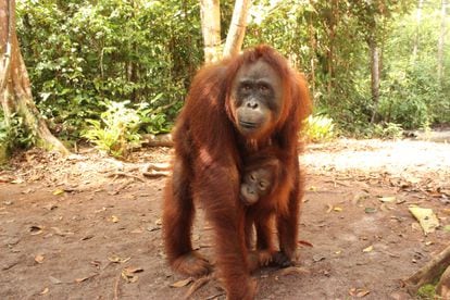 A female Bornean orangutan and baby in Tanjung Puting National Park. 