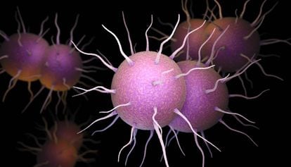 Microscopic image of 'Neisseria gonorrhhoea,' the bacteria that causes gonorrhea.