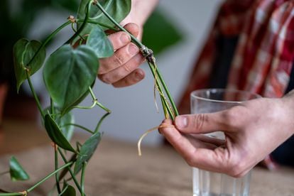 Man gardener holding sprouts of Philodendron plant in hands, inspecting young roots before transplanting in flower pot