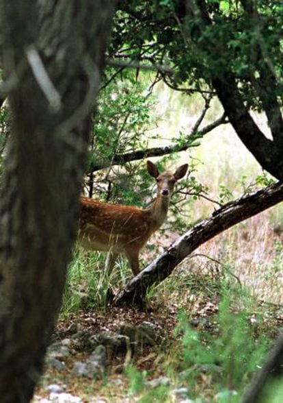 A deer in the area around the Félix Rodríguez de la Fuente Route.