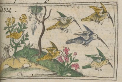 Hummingbirds, from Book 11 of the Florentine Codex.
