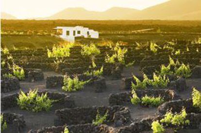 Vineyards in La Geria, Lanzarote (Canary Islands).