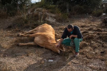 Rancher Jesús Ledesma next to one of his cows that died from Epizootic Hemorrhagic Disease (EHD).