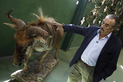 Marcial Gómez Sequeira with a wildebeest recently returned from the taxidermist.