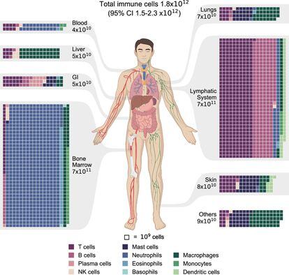 Distribution of immune cells in the human body. Estimates of immune cell populations by cell type and tissue grouped by primary tissues and systems. GI stands for gastrointestinal tract.