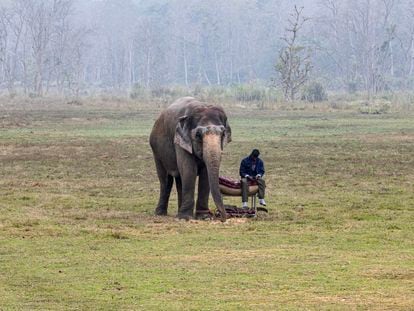A mahout rests alongside an elephant in Chitwan National Park, which has been designated a UNESCO World Heritage Site, on December 31, 2023.