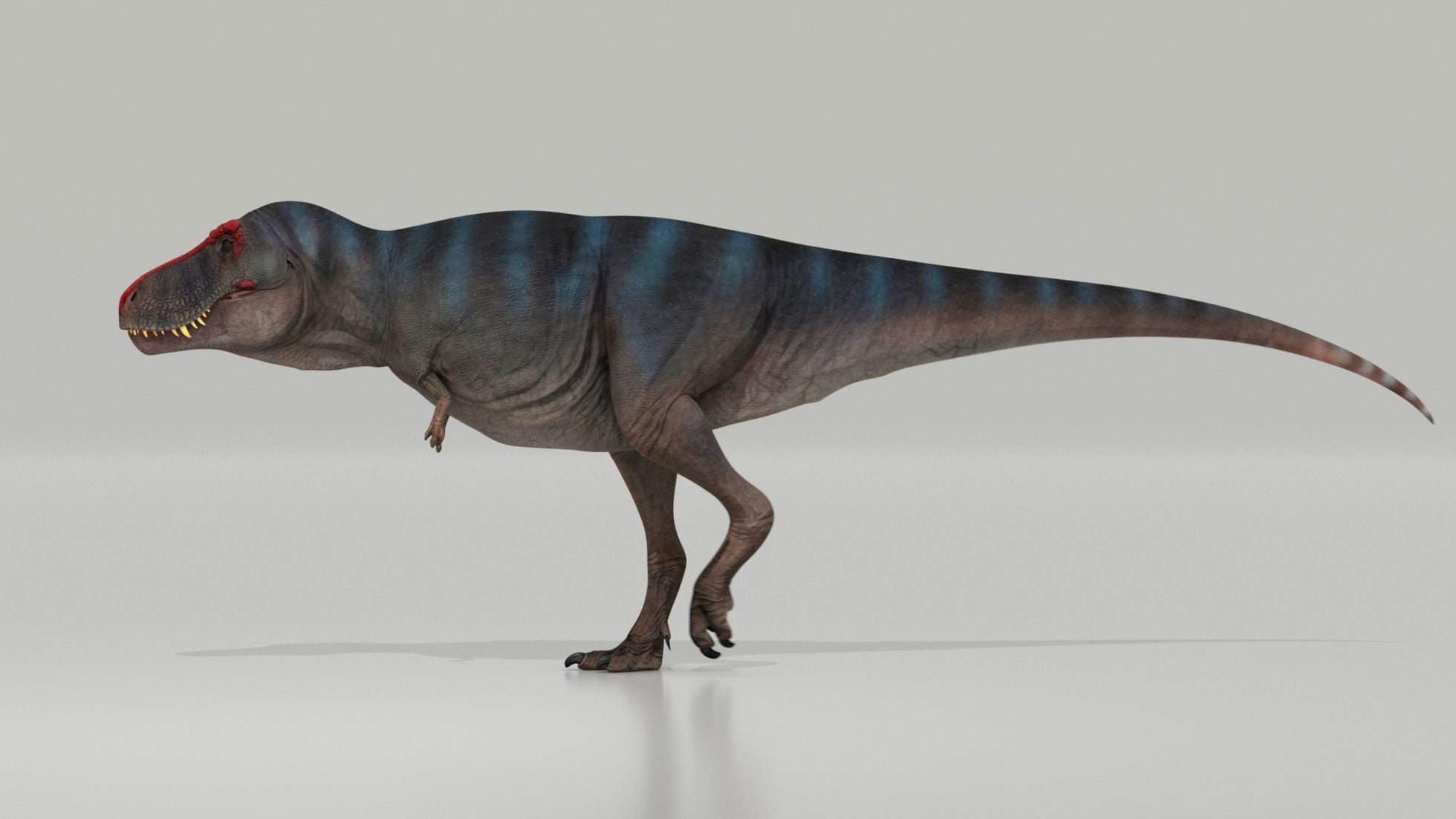 El paso de un Tiranosaurio Rex. 