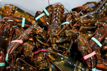 Lobsters sit in a crate at a shipping facility on Nov. 18, 2020, in Arundel, Maine.