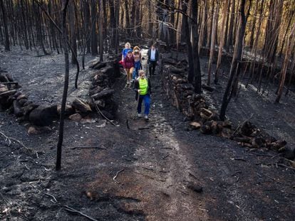A group of volunteers walks through the forest to look for injured animals and feed any that survived the fire.