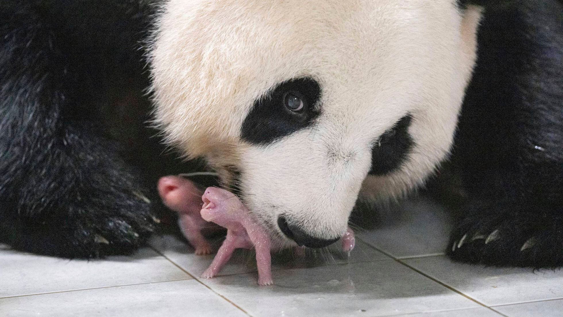 Giant Panda, Species