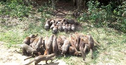 Groups of mongooses arranged in "battle line" formation before the fighting begins.