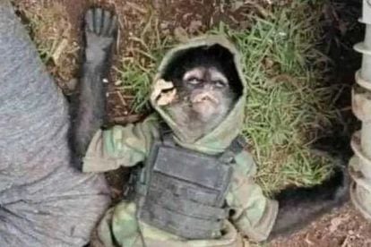 A spider monkey clad in a bulletproof vest who was killed in the confrontation.