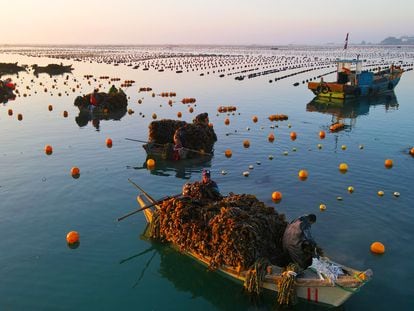 When spring arrives in northeastern China, the harvest of kelp, an algae with high nutritional value, begins. In Europe, before the globalization of Asian food, seaweed was for animals.