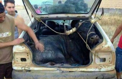 A bull tied up in the trunk of a car on its way to an event in Carbajales de Alba (Zamora).