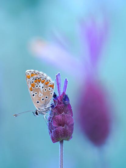A diurnal butterfly (genus ‘Lycaenidae’) rests on a lavender flower at dawn in the mountains north of Madrid. The butterfly cannot fly until the sunshine warms up the air temperature. 